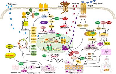 Divergent features of ERβ isoforms in triple negative breast cancer: progress and implications for further research